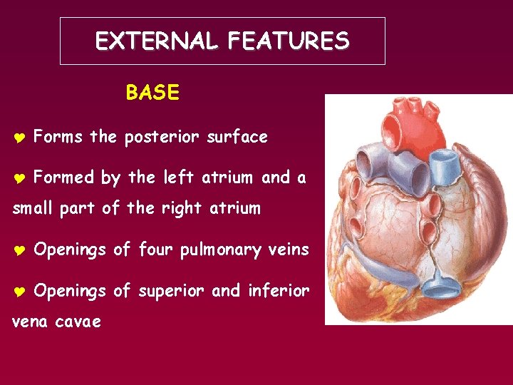 EXTERNAL FEATURES BASE Y Forms the posterior surface Y Formed by the left atrium