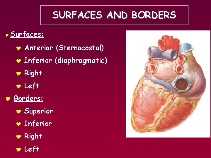 SURFACES AND BORDERS Y Surfaces: Y Y Anterior (Sternocostal) Y Inferior (diaphragmatic) Y Right