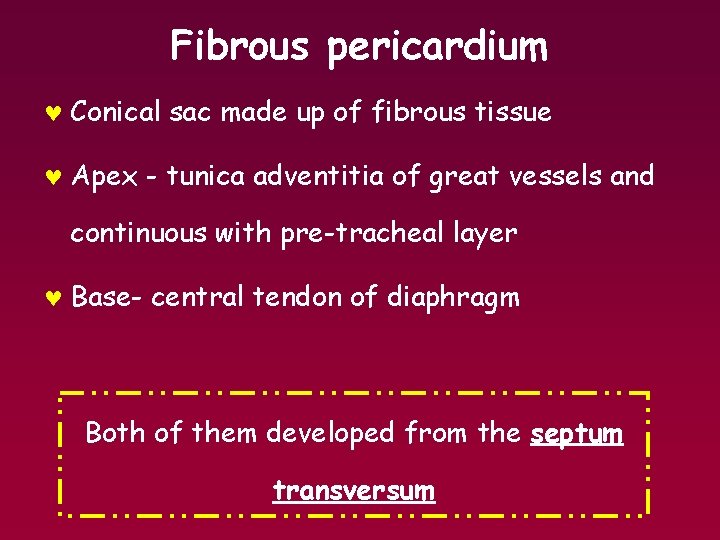 Fibrous pericardium © Conical sac made up of fibrous tissue © Apex - tunica