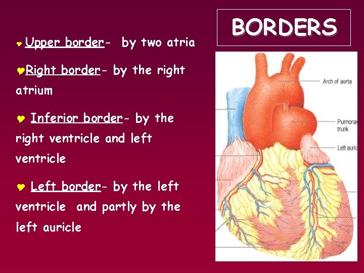 Y Upper border- by two atria YRight border- by the right atrium Y Inferior