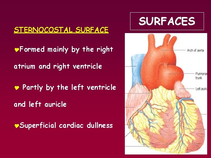 STERNOCOSTAL SURFACE YFormed mainly by the right atrium and right ventricle Y Partly by