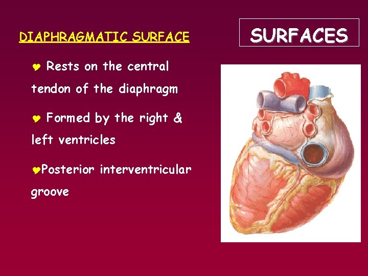 DIAPHRAGMATIC SURFACE Y Rests on the central tendon of the diaphragm Y Formed by