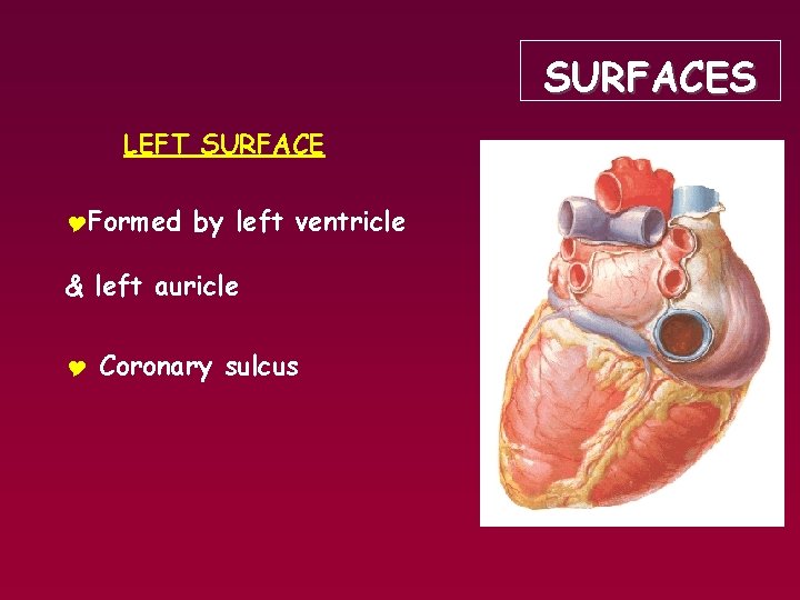 SURFACES LEFT SURFACE YFormed by left ventricle & left auricle Y Coronary sulcus 