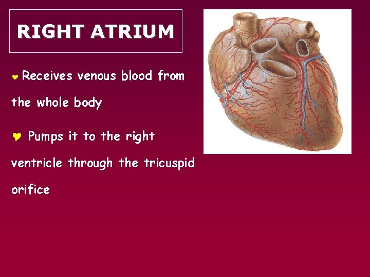 RIGHT ATRIUM Y Receives venous blood from the whole body Y Pumps it to