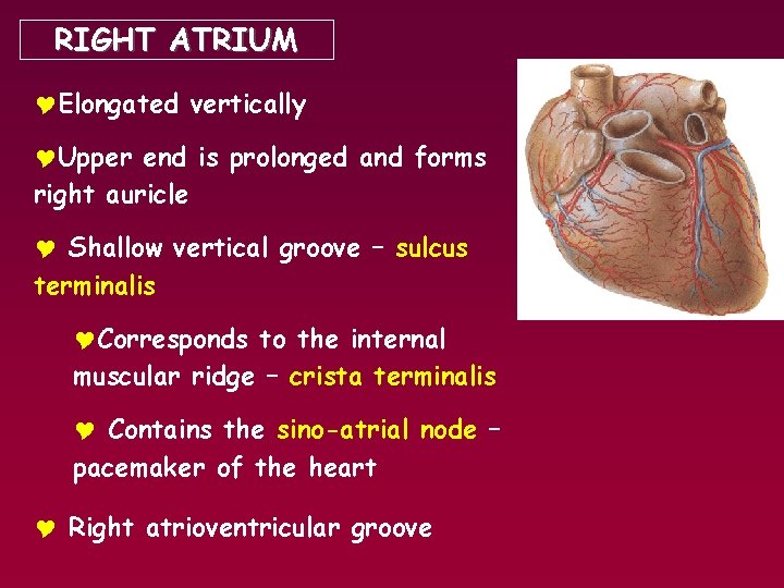 RIGHT ATRIUM YElongated vertically YUpper end is prolonged and forms right auricle Y Shallow