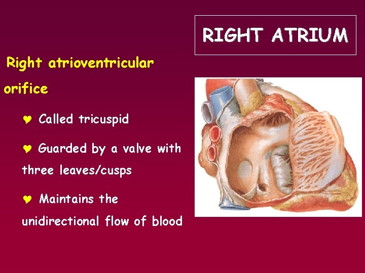 RIGHT ATRIUM Right atrioventricular orifice Y Called tricuspid Y Guarded by a valve with