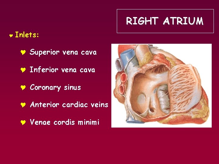 RIGHT ATRIUM Y Inlets: Y Superior vena cava Y Inferior vena cava Y Coronary