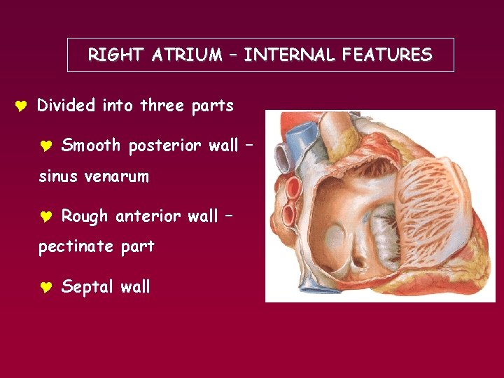 RIGHT ATRIUM – INTERNAL FEATURES Y Divided into three parts Y Smooth posterior wall