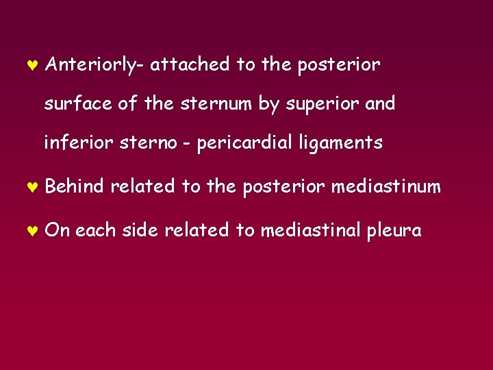 © Anteriorly- attached to the posterior surface of the sternum by superior and inferior