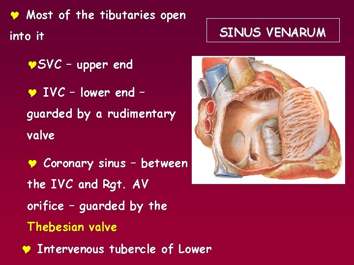 Y Most of the tibutaries open into it YSVC – upper end Y IVC