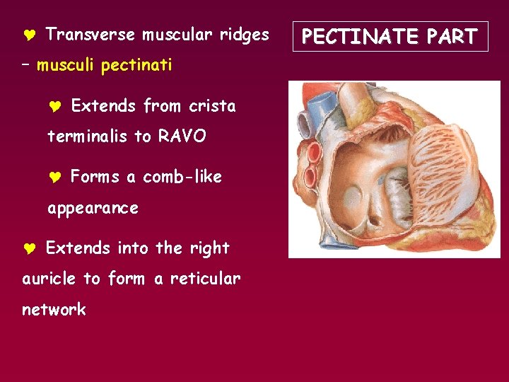 Y Transverse muscular ridges – musculi pectinati Y Extends from crista terminalis to RAVO