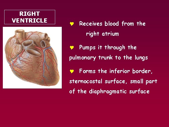 RIGHT VENTRICLE Y Receives blood from the right atrium Y Pumps it through the