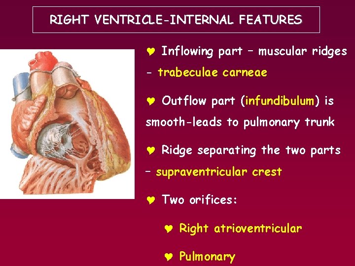 RIGHT VENTRICLE-INTERNAL FEATURES Y Inflowing part – muscular ridges - trabeculae carneae Y Outflow