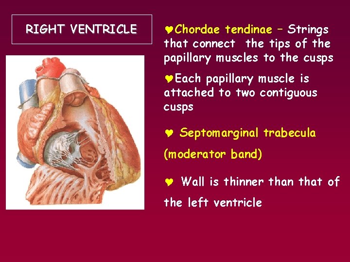 RIGHT VENTRICLE YChordae tendinae – Strings that connect the tips of the papillary muscles