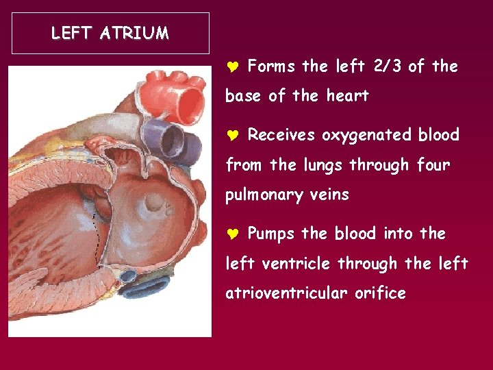 LEFT ATRIUM Y Forms the left 2/3 of the base of the heart Y