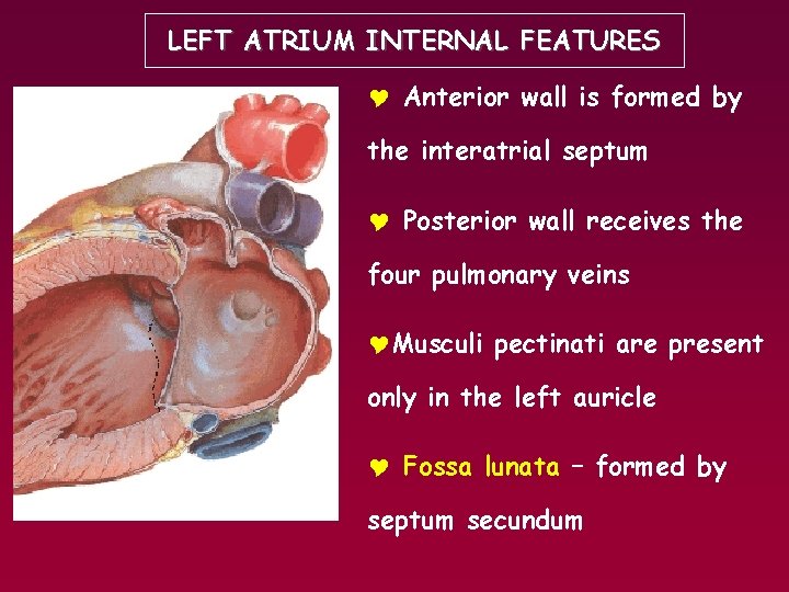 LEFT ATRIUM INTERNAL FEATURES Y Anterior wall is formed by the interatrial septum Y