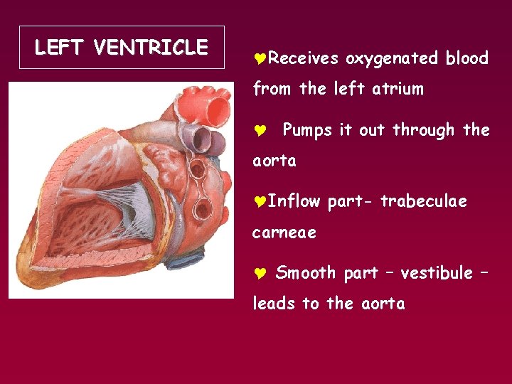 LEFT VENTRICLE YReceives oxygenated blood from the left atrium Y Pumps it out through