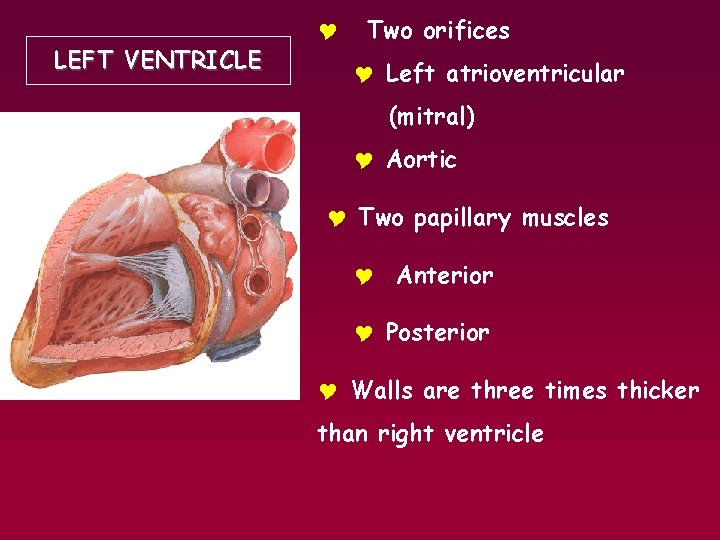 LEFT VENTRICLE Y Two orifices Y Left atrioventricular (mitral) Y Aortic Y Two papillary
