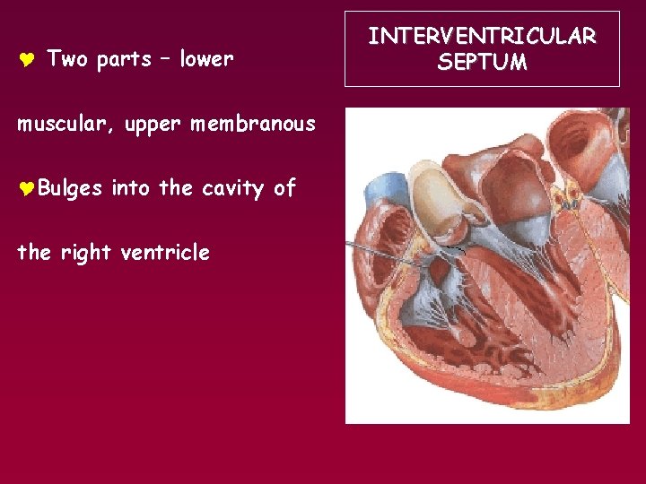Y Two parts – lower muscular, upper membranous YBulges into the cavity of the