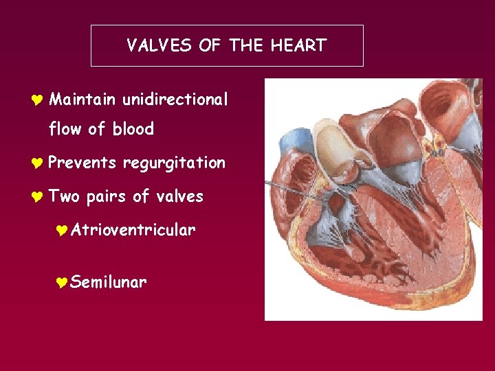 VALVES OF THE HEART Y Maintain unidirectional flow of blood Y Prevents regurgitation Y