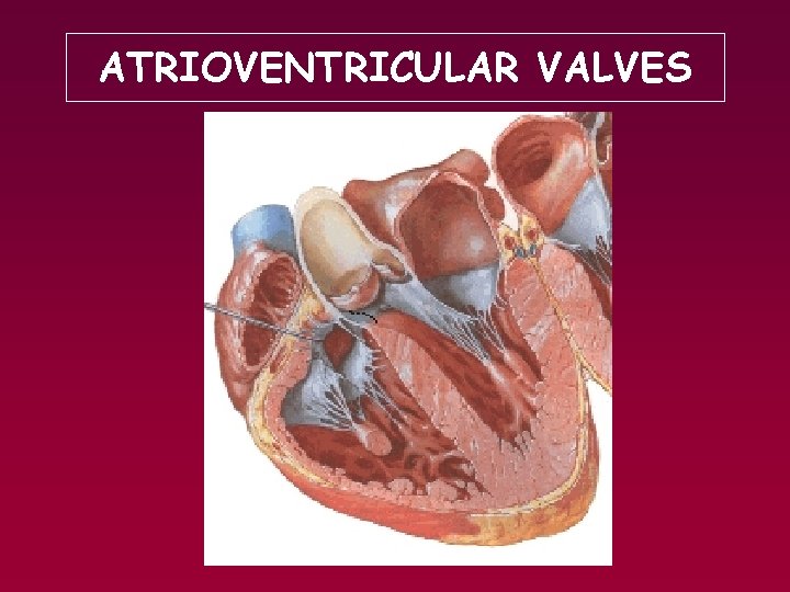 ATRIOVENTRICULAR VALVES 