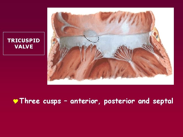TRICUSPID VALVE Y Three cusps – anterior, posterior and septal 