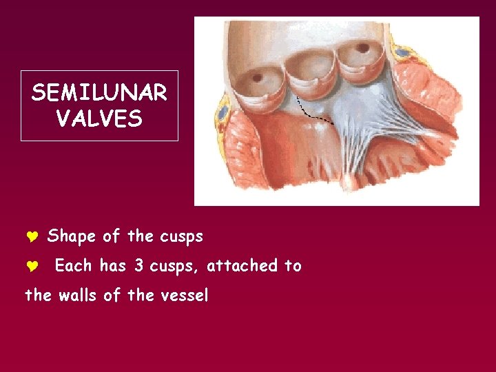 SEMILUNAR VALVES Y Shape of the cusps Y Each has 3 cusps, attached to