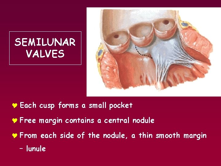 SEMILUNAR VALVES Y Each cusp forms a small pocket Y Free margin contains a