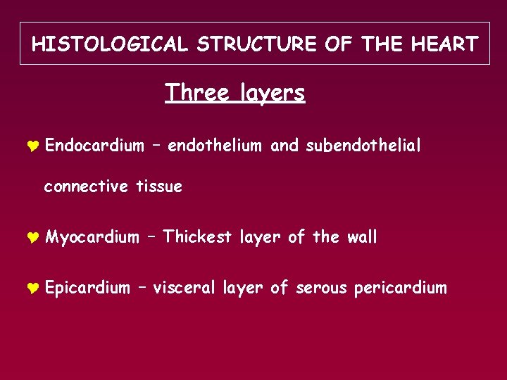 HISTOLOGICAL STRUCTURE OF THE HEART Three layers Y Endocardium – endothelium and subendothelial connective