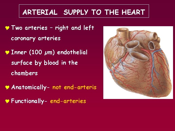 ARTERIAL SUPPLY TO THE HEART Y Two arteries – right and left coronary arteries