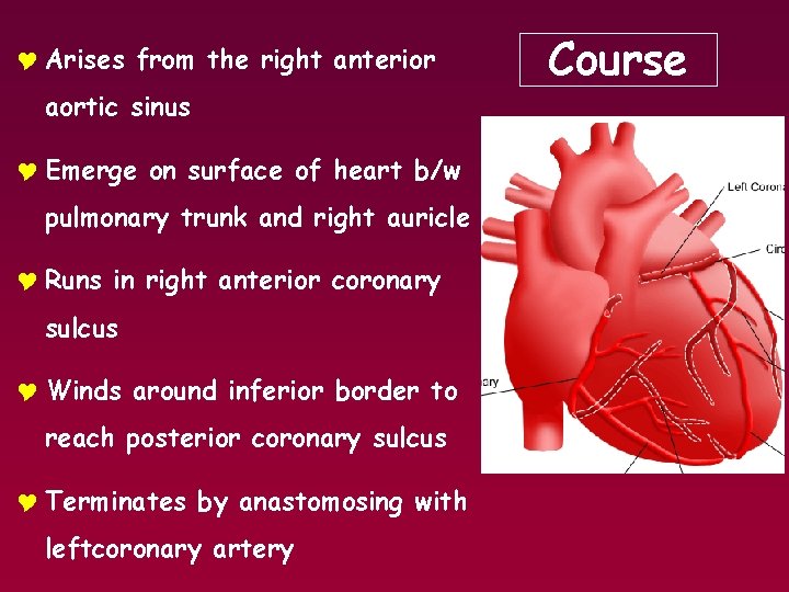 Y Arises from the right anterior aortic sinus Y Emerge on surface of heart