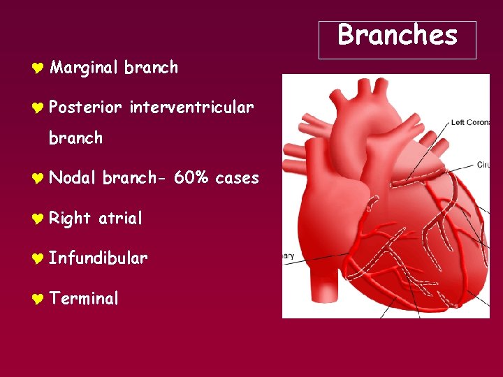 Branches Y Marginal branch Y Posterior interventricular branch Y Nodal branch- 60% cases Y