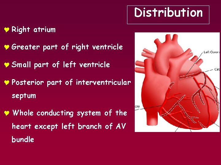 Distribution Y Right atrium Y Greater part of right ventricle Y Small part of