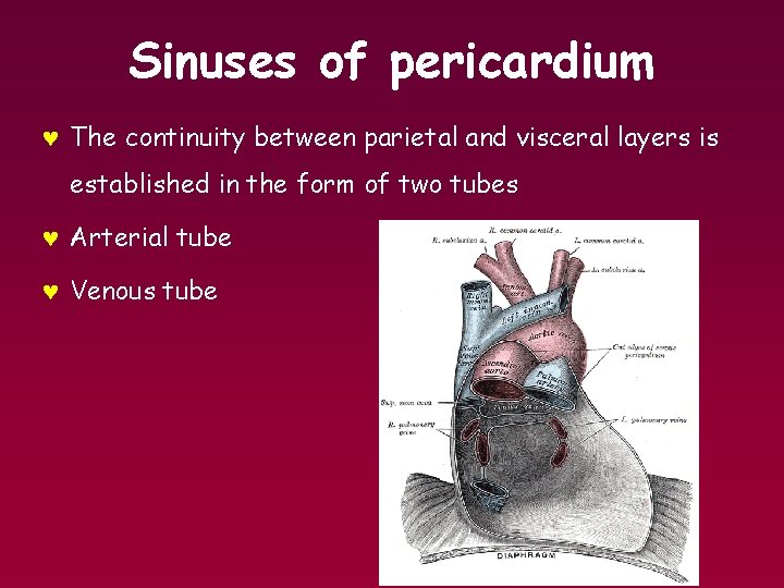 Sinuses of pericardium © The continuity between parietal and visceral layers is established in