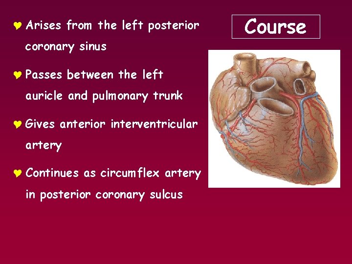 Y Arises from the left posterior coronary sinus Y Passes between the left auricle