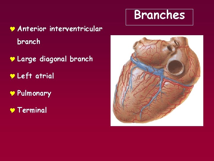 Branches Y Anterior interventricular branch Y Large diagonal branch Y Left atrial Y Pulmonary