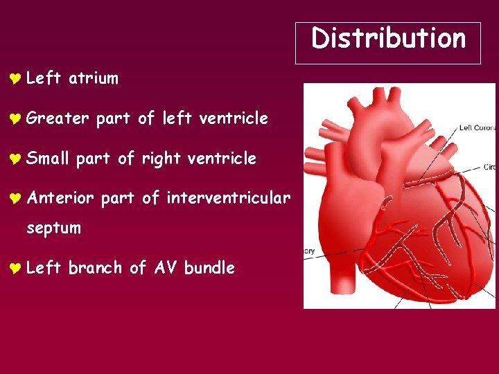 Distribution Y Left atrium Y Greater part of left ventricle Y Small part of