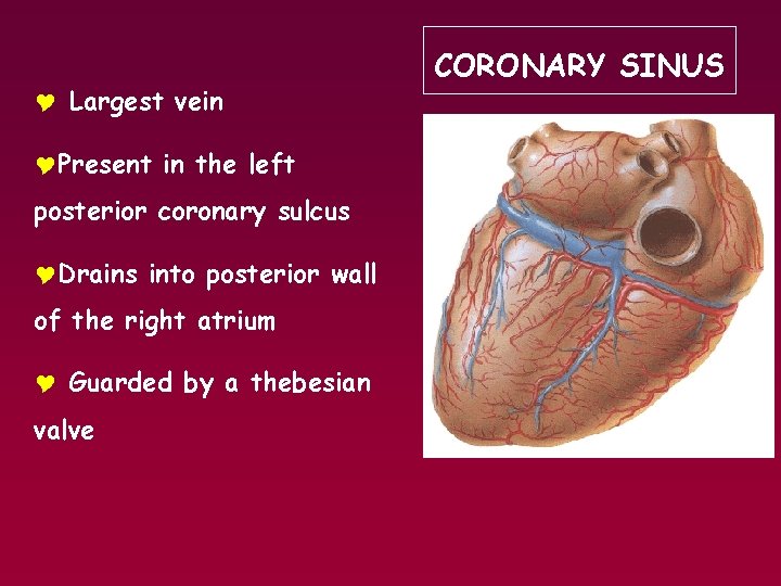 Y Largest vein YPresent in the left posterior coronary sulcus YDrains into posterior wall