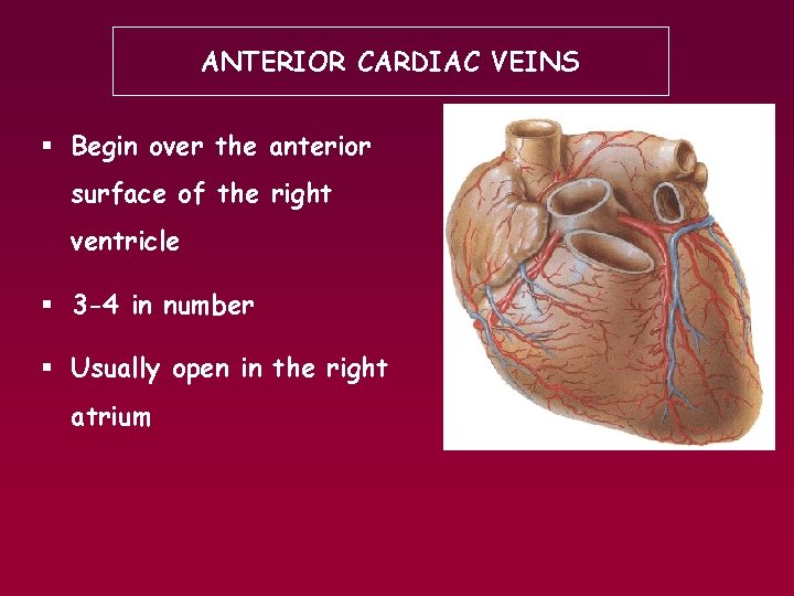 ANTERIOR CARDIAC VEINS § Begin over the anterior surface of the right ventricle §