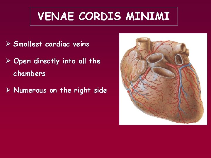 VENAE CORDIS MINIMI Ø Smallest cardiac veins Ø Open directly into all the chambers