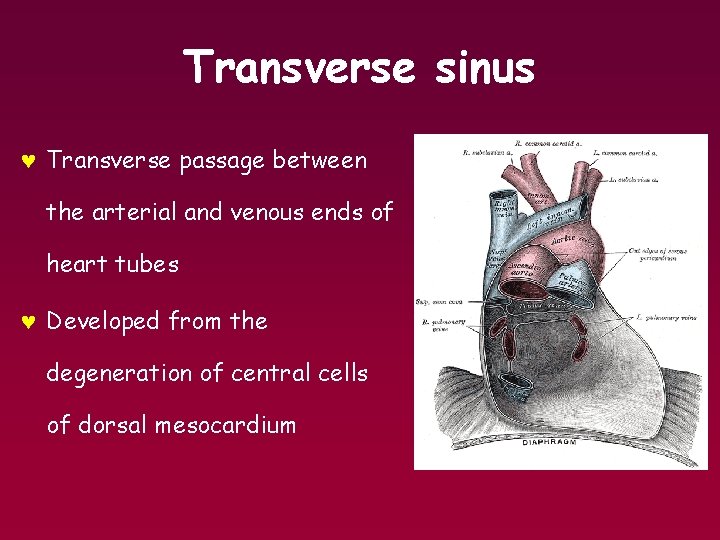 Transverse sinus © Transverse passage between the arterial and venous ends of heart tubes