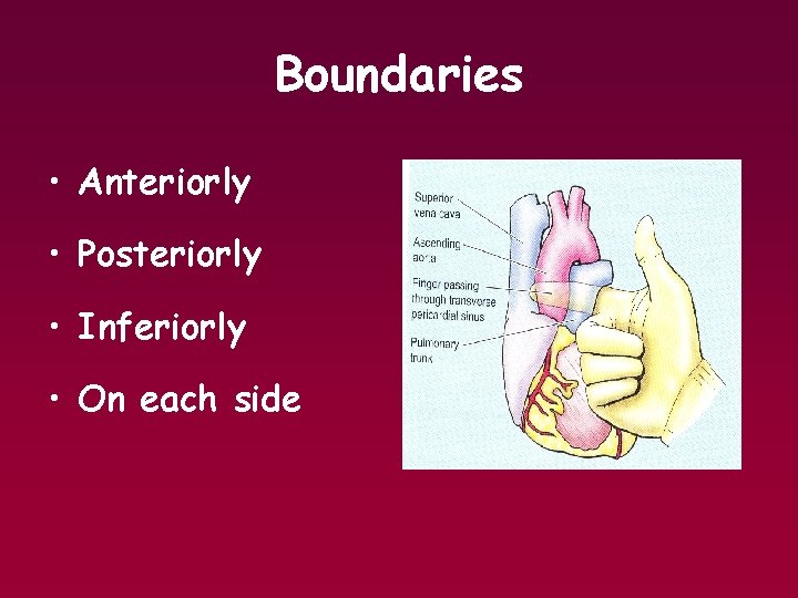 Boundaries • Anteriorly • Posteriorly • Inferiorly • On each side 