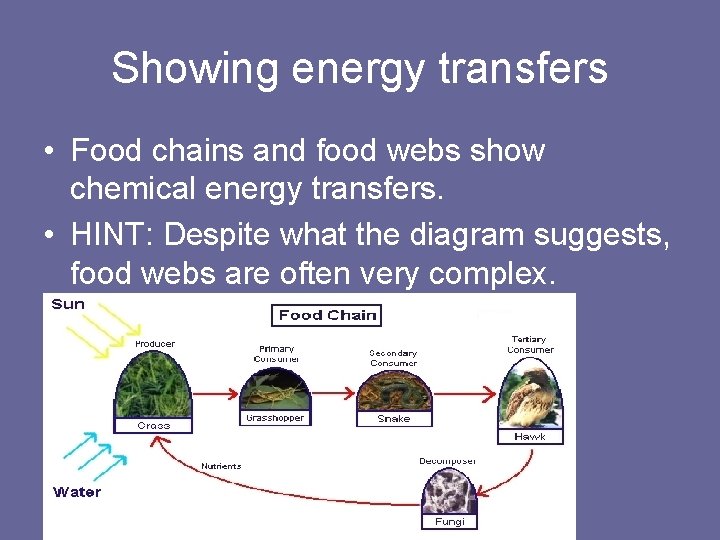 Showing energy transfers • Food chains and food webs show chemical energy transfers. •