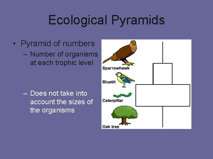 Ecological Pyramids • Pyramid of numbers – Number of organisms at each trophic level