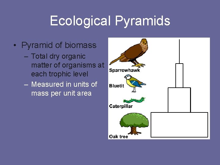 Ecological Pyramids • Pyramid of biomass – Total dry organic matter of organisms at