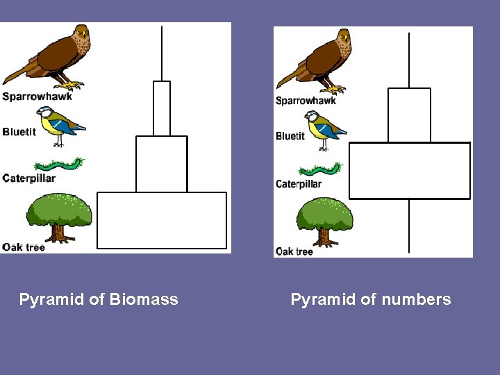 Pyramid of Biomass Pyramid of numbers 