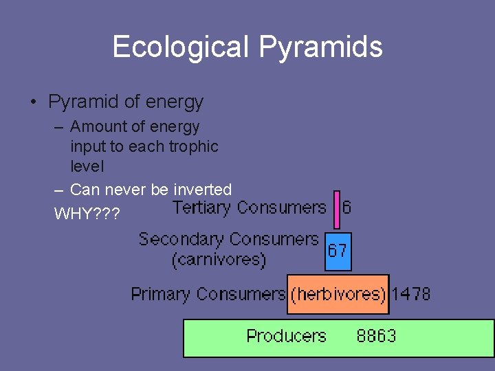 Ecological Pyramids • Pyramid of energy – Amount of energy input to each trophic