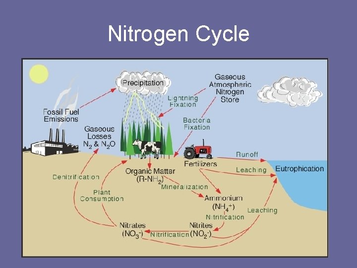 Nitrogen Cycle 