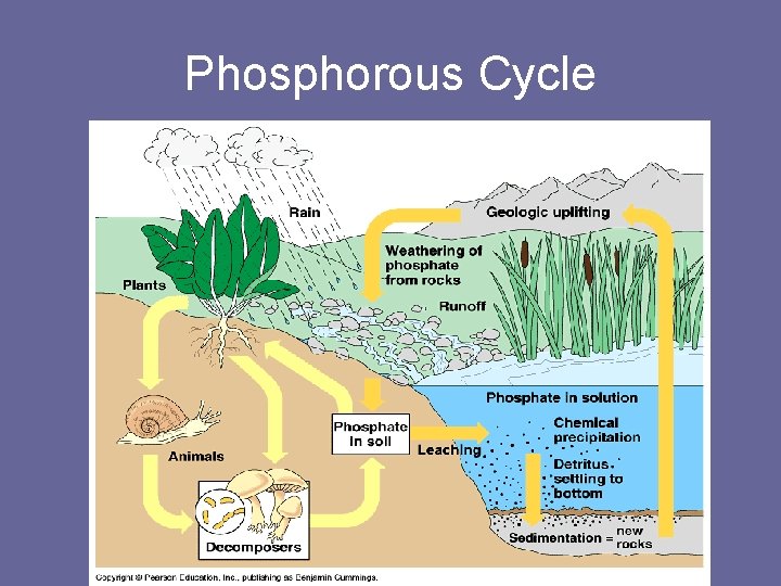 Phosphorous Cycle 