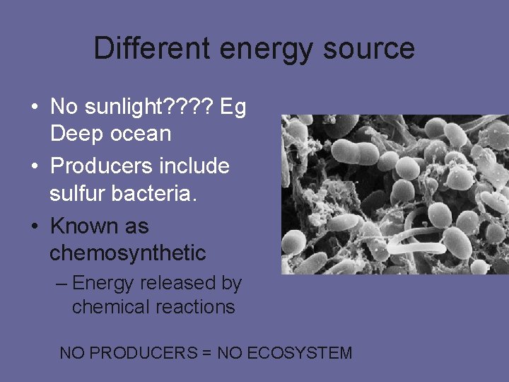 Different energy source • No sunlight? ? Eg Deep ocean • Producers include sulfur